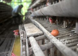 FTUI Ciptakan Sortir Telur Otomatis
