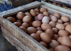 Bantu Tingkatkan Produktivitas Peternak, FTUI Ciptakan Alat Otomatis Penyortir Telur